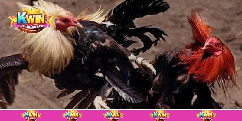Các cửa đặt cược cơ bản trong đá gà cựa dao