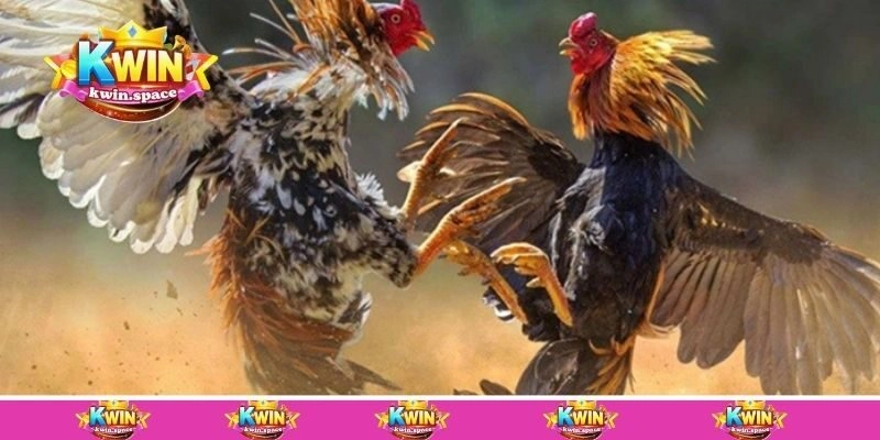 Tại sao nên lựa chọn trải nghiệm chuyên mục đá gà Kwin?