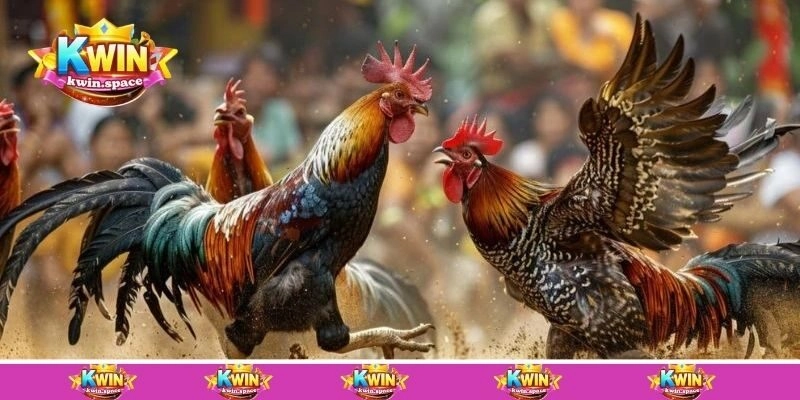 Vì sao chúng ta nên xem ngày đá gà chuẩn?